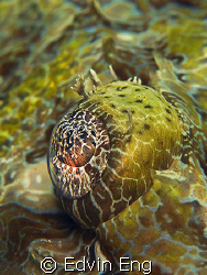 Natural Fisheye Lens! Taken in Mabul with Canon G9, Inon ... by Edvin Eng 